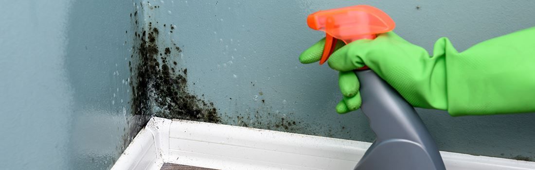 How to Avoid Black Mold in USC Off Campus Housing?