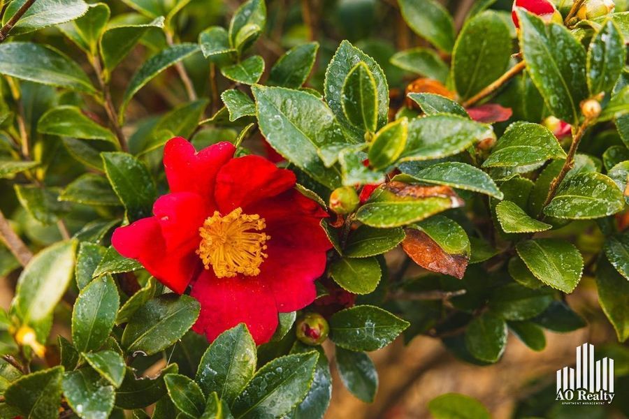 property for rent #3