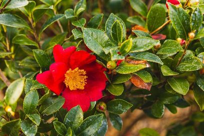 property for rent #3